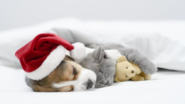 Beagle puppy wearing santa hat hugs tiny kitten. Kitten hugs toy bear. Pet sleep with toy bear under a white blanket on a bed at home