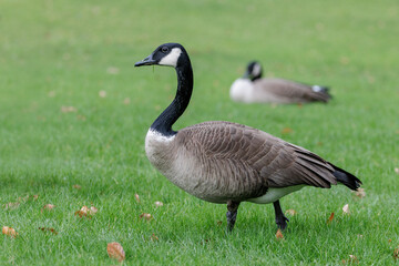 Fototapeta premium Canada goose with white neck ring