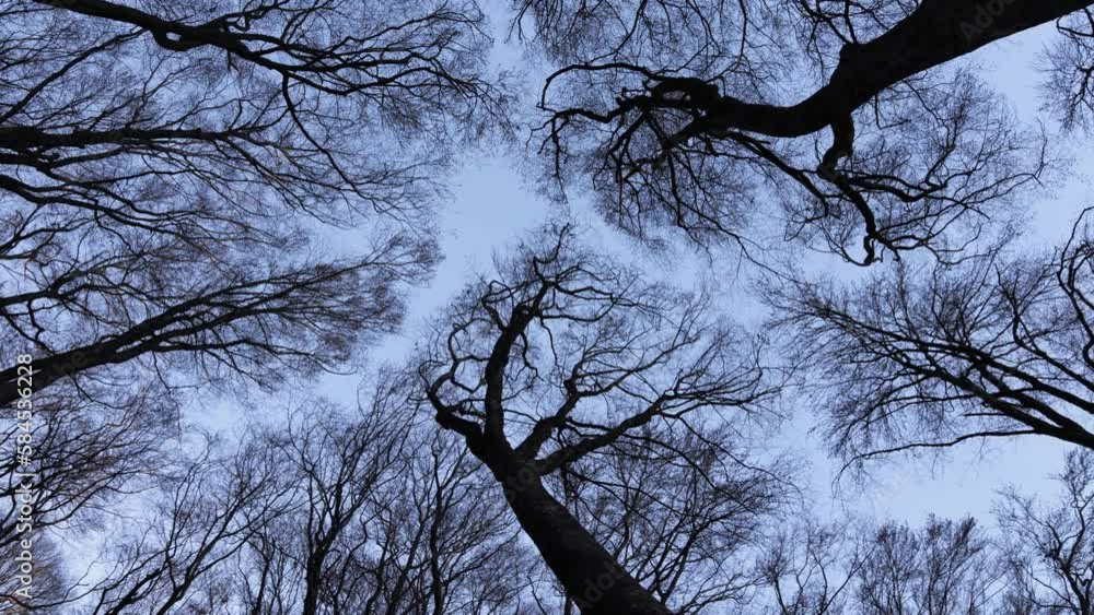 Aufkleber steady upwards camera shot of tree tops. observing natural patterns of branches growing without touc