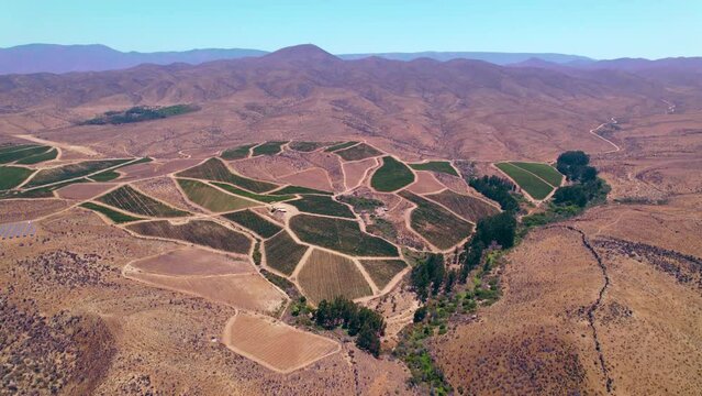 Establishing shot of a large vineyard production within Fray Jorge, Limari Valley, Chile