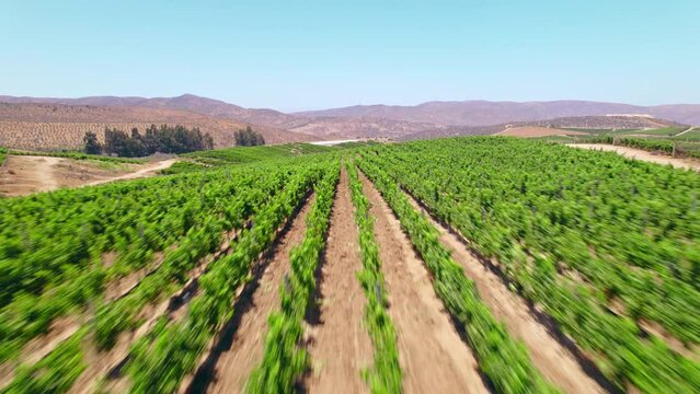 Low aerial dolly along rows on vines within a vineyard in Fray Jorge, Limari Valley, Chile