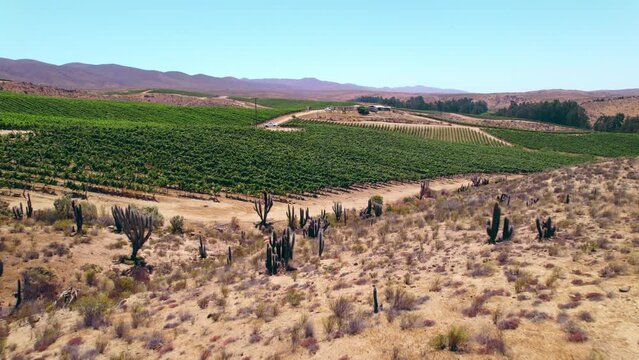 Slow dolly past cacti revealing young vines in Fray Jorge, Limari Valley, Chile
