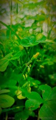 green leaves in the water