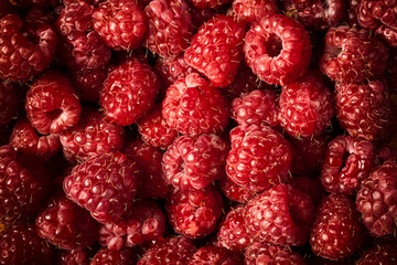 Delicious raspberries in vintage toning effect. Many fresh delicious raspberries in close up photo