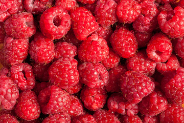 Many fresh delicious raspberries in close up photo