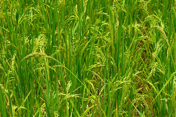 Asian Rice Plant grown in a Paddy Field. Agriculture background