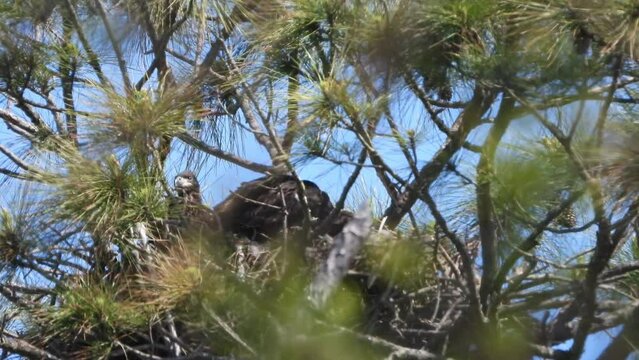 Baby Bald Eaglets in a nest on a very windy day in a pine tree with blue sky