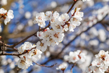 Selective focus of beautiful apricot branches on tree under blue sky, beautiful apricot flowers during spring season in park, floral texture pattern, nature background