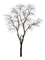Dead tree isolated on a white background, clipping path.