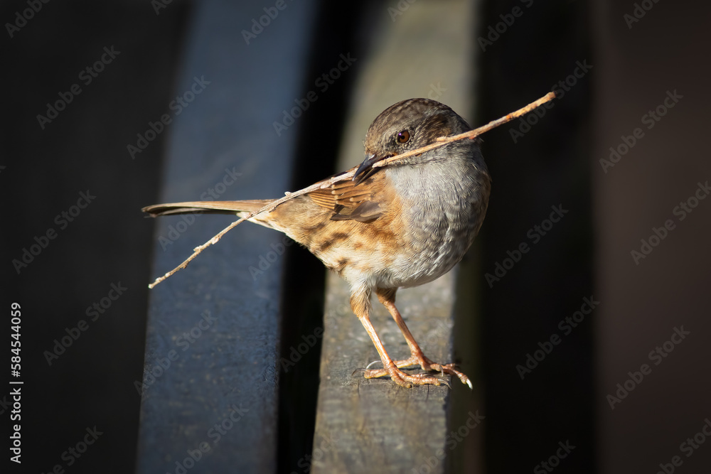 Aufkleber a close up portrait of a dunnock perched on a fence. it has a twig, nest material, in its beak. ther