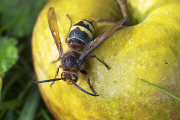 The European hornet (Vespa crabro) is the largest eusocial wasp native to Europe.