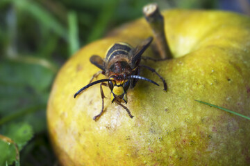 The European hornet (Vespa crabro) is the largest eusocial wasp native to Europe.