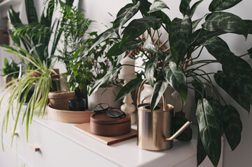many various houseplants in modern white interior with watering can and decorations. Trendy hobby, decorating home with natural green plants.