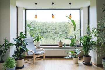 Modern interior with indoor plants, monstera, palm trees. Urban jungle apartment. Biophilia design. Home gardening. Cozy tropical home garden. Gardening, hobby concept