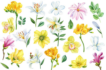 Beautiful flowers set on an isolated white background, watercolor hand drawing. Spring flora for design