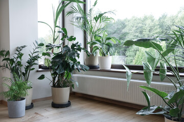 Modern interior with indoor plants, monstera, palm trees. Urban jungle apartment. Biophilia design. Home gardening. Cozy tropical home garden. Gardening, hobby concept