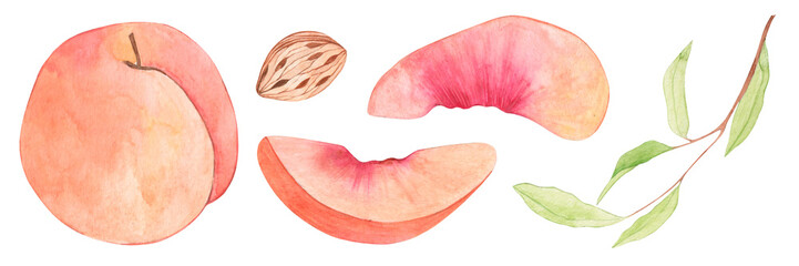 Set of watercolor drawings of peach. Fruit parts, pieces, slices, pit, green twig with leaves. Isolated on white background.