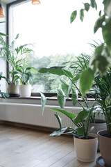 Home gardening. Cozy tropical home garden. Modern interior with indoor plants, monstera, palm trees. Urban jungle apartment. Biophilia design. Gardening, hobby concept