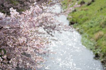 Obraz na płótnie Canvas Photo of a river and cherry blossoms, easy to use during cherry blossom season. up