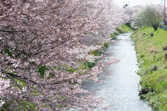 桜の季節に使いやすい川と桜の写真