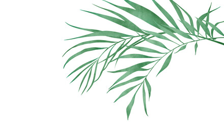 Watercolor green palm leaves foliage transparent background