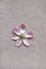 Flower with petals on beige linen textile, minimal floral aesthetic background, spring concept