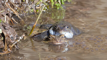 The common frog (Rana temporaria) reproduces in the spring in the mountains of Slovakia.