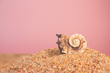 Marine swirl shell on beach sand on pink background. Vacation, travel concept. Copy space