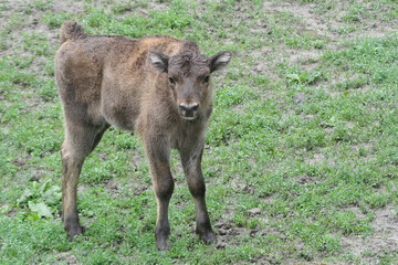 The European bison (Bison bonasus), also known as the wisent is a symbol of prehistory and protection of nature in Europe