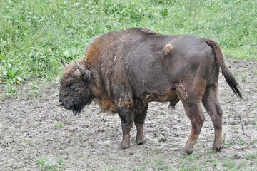 The European bison (Bison bonasus), also known as the wisent is a symbol of prehistory and protection of nature in Europe
