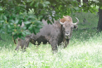 The European bison (Bison bonasus), also known as the wisent is a symbol of prehistory and protection of nature in Europe