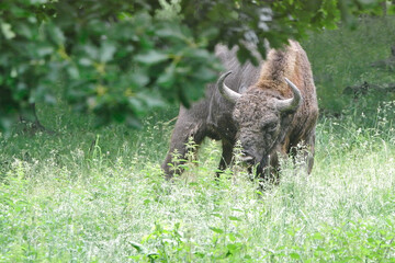 The European bison (Bison bonasus), also known as the wisent is a symbol of prehistory and protection of nature in Europe