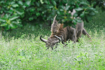 The European bison (Bison bonasus), also known as the wisent is a symbol of prehistory and protection of nature in Europe