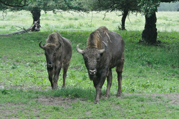 Fototapeta na wymiar The European bison (Bison bonasus), also known as the wisent is a symbol of prehistory and protection of nature in Europe