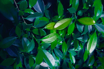 Green leaves background of beautiful leaves toned in dark blue and green color. Natural background and wallpaper.