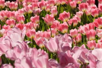 Cluster of pink tulips