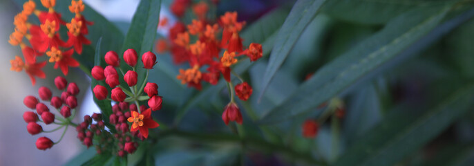 Small red flower, macro and selective focus on bud. Natural background and wallpaper.