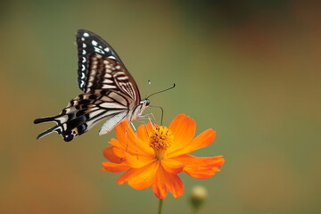 Swallowtail butterfly on cosmos