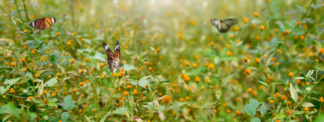 Wild flower Toothache plant, paracress (Acmella oleracea) in the field and butterfly on the flower.