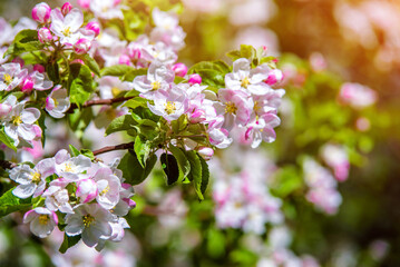 Obraz premium appletree blossom branch in the garden in spring 
