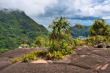 Fototapeta na wymiar Copolia trail plants growing on the huge granite rocks Mahe Seychelles