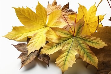 autumn maple leaves