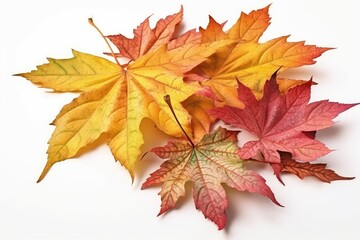 autumn maple leaves