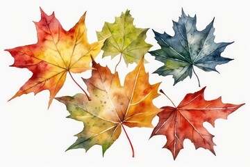 maple leaves isolated on white