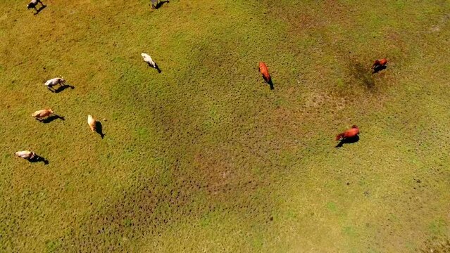 cows and horse eating grass on tonga pasture