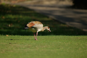 Egyptian Goose