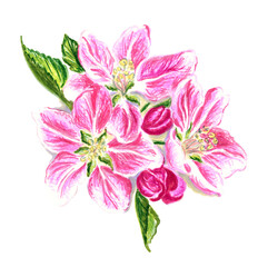 Three flowers of apple tree with leaves and buds. JPEG illustration for stickers, creating patterns, wallpaper, wrapping paper,  
postcards, design template, fabric, clothing, cross-stitch, embroidery