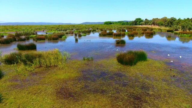passage of migratory birds in the lake of tonga el kala Algeria