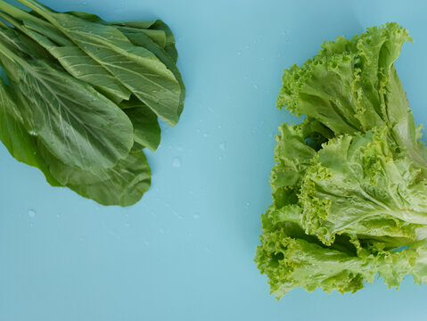 fresh lettuce and choy sum isolated on blue background