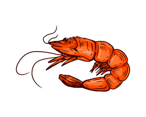 shrimp, sketch on a white background for the menu of fish restaurants, for packaging in markets and stores.